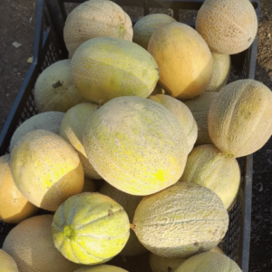 melone retato