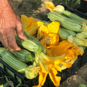 zucchine chiare